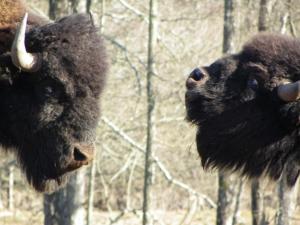 Sejours a la ferme Parc animalier du Herisson : photos des chambres