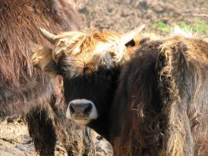 Sejours a la ferme Parc animalier du Herisson : photos des chambres