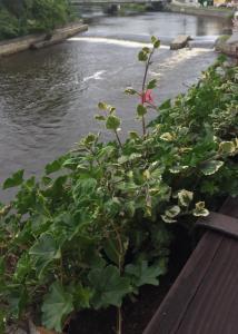 Pension Plešivecká 119