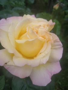 Prague Retro Challenge and Garden