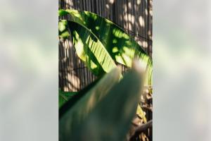 Appartements LITTLE OASIS - private terrasse near the center and the beach : photos des chambres