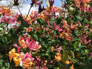 Lynwood House Self Contained Studio