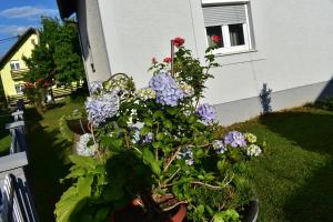 Twin Room with Garden View room in House Burić