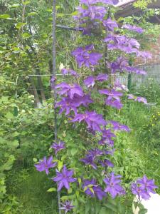 Vila Muntii Bucegi & SPA