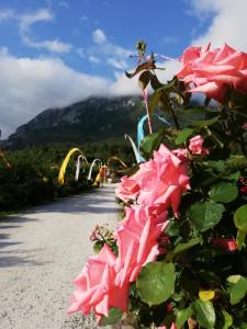 Hotels Hotel Restaurant Rose des Pyrenees : photos des chambres