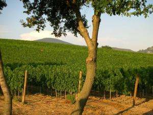 Il casale degli olivi