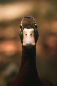 Le canard enchanté