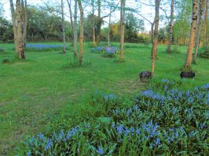 B&B / Chambres d'hotes Le Petit Moulin Tournesol BnB : photos des chambres