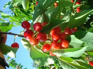 Casa Rural Casa Puntes - Pinell de Bray