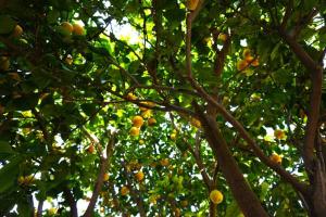 Cosy guest house with private yard