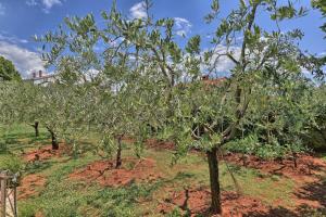 Brezac olive garden apartment