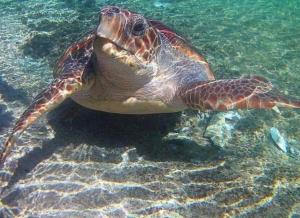 Elafonisos Elaion Lakonia Greece