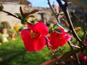 Zia Chiarina - Ballao