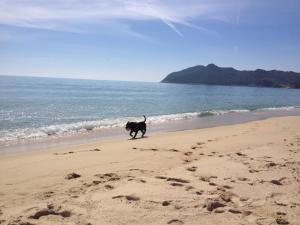 Villa Palmizi mt300 from beach Calasinzias