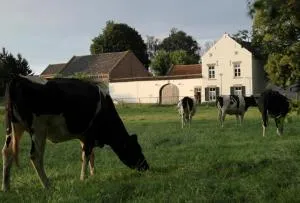 La Vache Contente - Veldwezelt