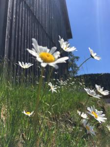 Appartements Le petit Beillard : photos des chambres