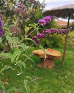 Maniatis Garden Skiathos Greece