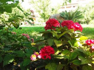 Maniatis Garden Skiathos Greece