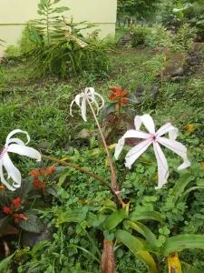 Posada Rural Oasis - 圣卡洛斯