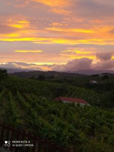 Casa das Vinhas Velhas by Casa do Poço