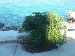 Apartments Villa Martina