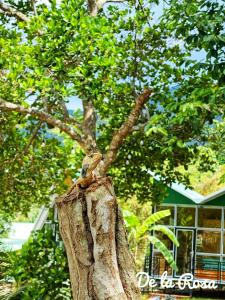 Homestay De la Rosa - Côn Đảo