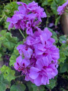 Bed and Breakfast Li Paduli Alvi img27