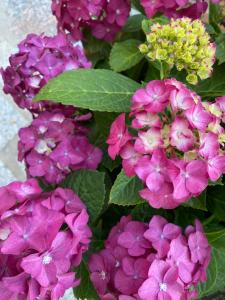 Bed and Breakfast Li Paduli Alvi img26