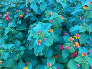 Bed and Breakfast Li Paduli Alvi img21