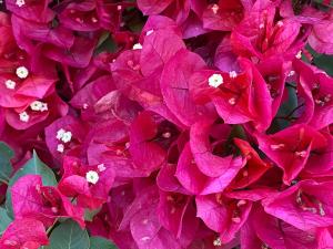 Bed and Breakfast Li Paduli Alvi img11