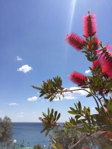 Seaside apartment Arkadia Greece