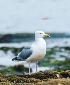 Appartements Sleepinconcarneau, 200 m de la mer, centre-ville pietonnier : photos des chambres