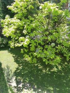 Apartamenty w Parku- Rydz Polanica Zdrój