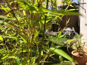 TY LAUMANN sur le PORT petite maison avec jardin - Parking gratuit