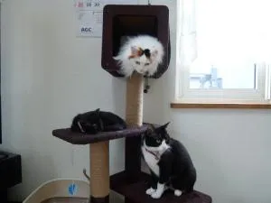 Home Yasuda - Shiribeshi