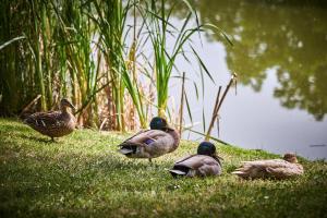 Hotels Les Jardins de l'Anjou : photos des chambres