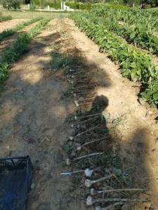 Masseria Le Querciole