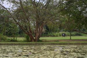 Indigaswewa, Sigiriya, Sri Lanka.