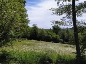 Campings cararetro , caravane chauffee et climatisee : photos des chambres