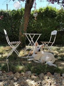 B&B / Chambres d'hotes Quatre Chats sous un Pin : photos des chambres