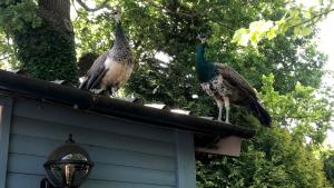 Luxurious Rural Cabin with Hot Tub