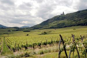 Appartements Vignobles Frey-Sohler : photos des chambres