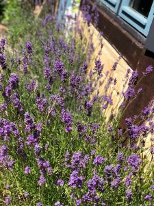 Vangeled Gaard B&B - Apartments