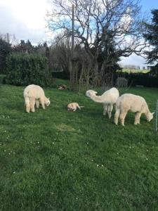 B&B / Chambres d'hotes La Roche Parthenay Farm : photos des chambres