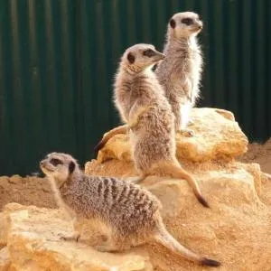 Centre Algarve - 奥良