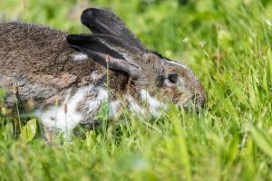 Moarhof in Oberbozen