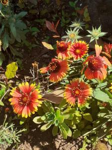 Apartman Bowie & Apartment Morgan