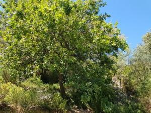 Maisons d'hotes Cabane dans les arbres 