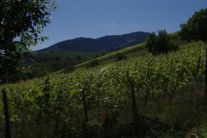 Maisons de vacances Gite de charme au coeur du vignoble alsacien : photos des chambres
