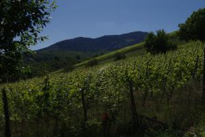 Maisons de vacances Gite de charme au coeur du vignoble alsacien : Maison 1 Chambre